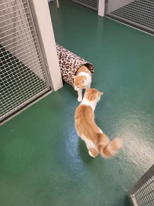 Merryhill Cattery Picture 8