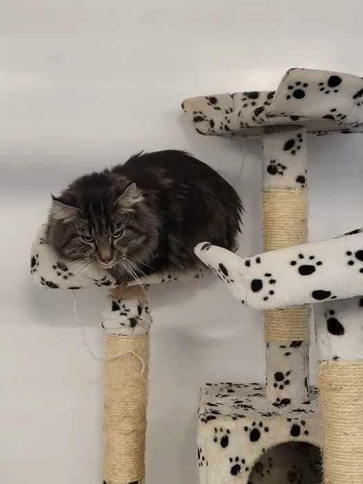Merryhill Cattery Picture 7