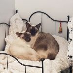 Merryhill Cattery