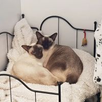 Merryhill Cattery ico