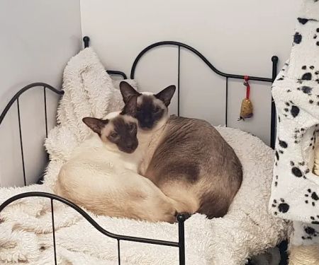 Merryhill Cattery