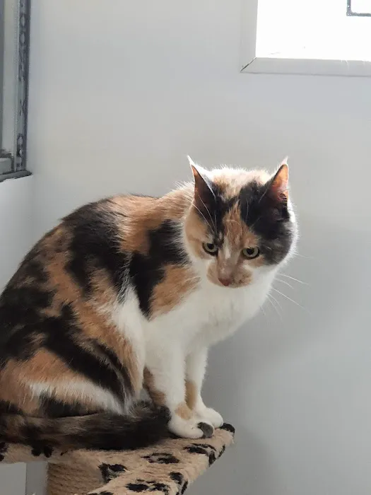 Merryhill Cattery Picture 4