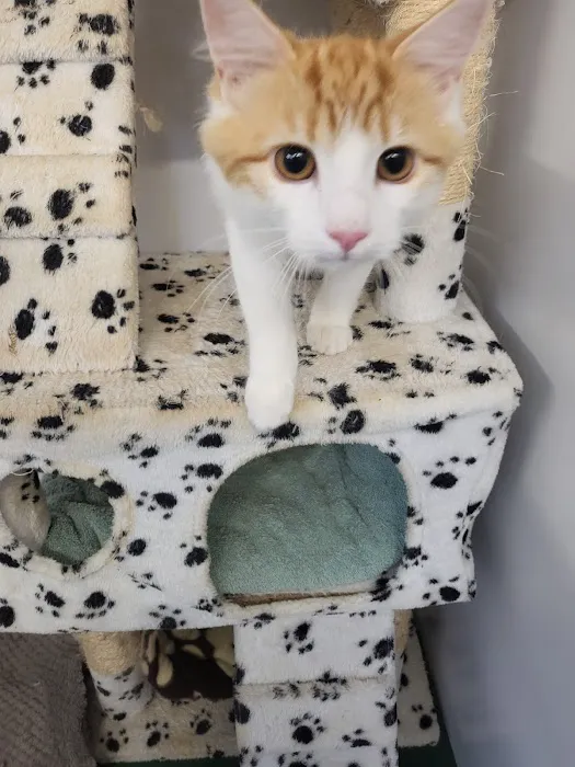Merryhill Cattery Picture 9