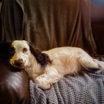 North East Pet Ultrasound