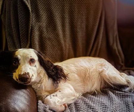 North East Pet Ultrasound