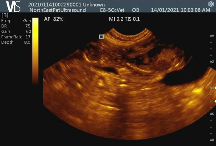 North East Pet Ultrasound Picture 5
