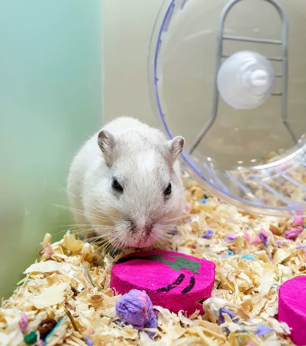 Pets at Home Bishop Auckland Picture 5