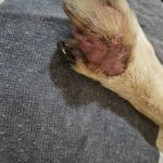 Strachan Veterinary Practice Heaton