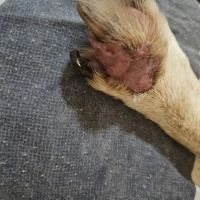Strachan Veterinary Practice Heaton ico