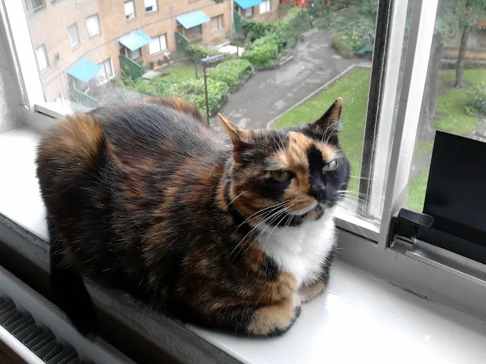 Newcastle-Upon-Tyne PDSA Pet Hospital Picture 9