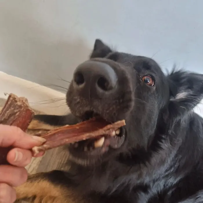 Larmar Star Pet Supplies Picture 1