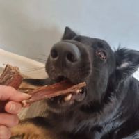 Larmar Star Pet Supplies ico