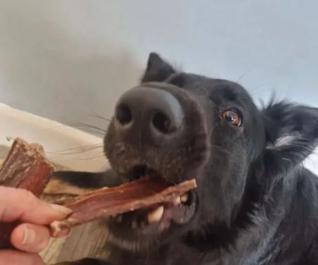 Larmar Star Pet Supplies