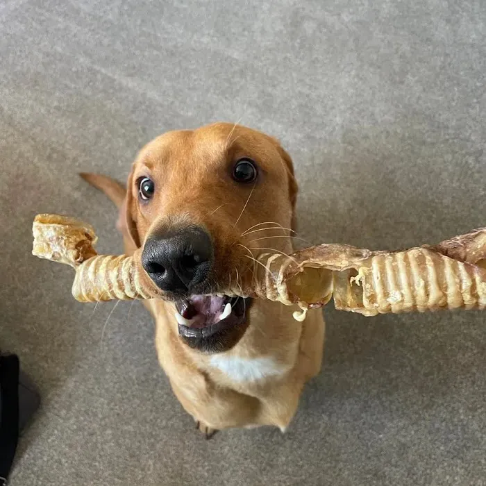 Larmar Star Pet Supplies Picture 9