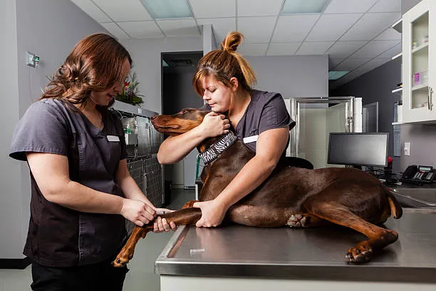 firstvets - Heaton Picture 8