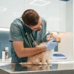 firstvets - Heaton