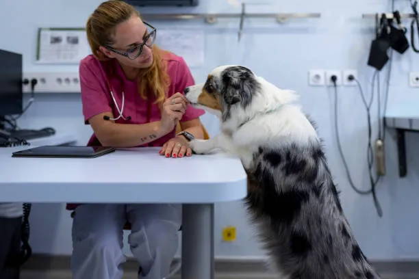 firstvets - Heaton Picture 5