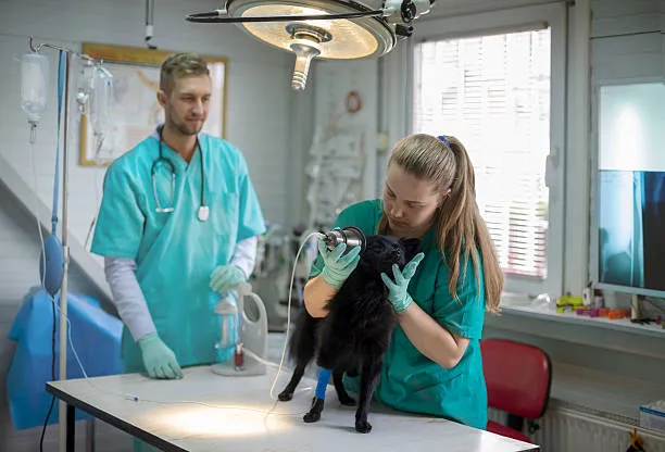 firstvets - Heaton Picture 2