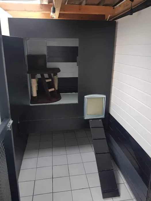 Canklow Meadows Cattery Picture 2