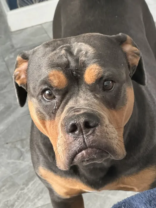 RBK Pet Supplies Limited & Royal Canine Fertility Clinic Picture 9