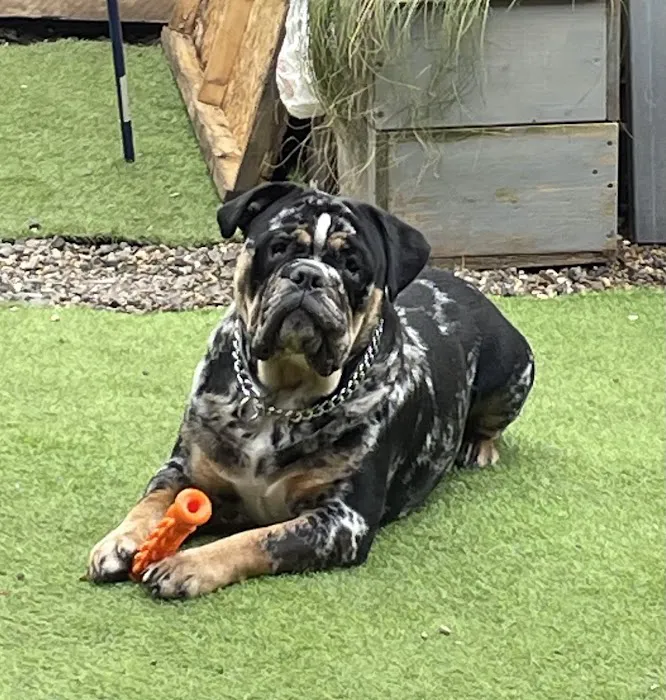 RBK Pet Supplies Limited & Royal Canine Fertility Clinic Picture 3