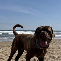 RBK Pet Supplies Limited & Royal Canine Fertility Clinic ico