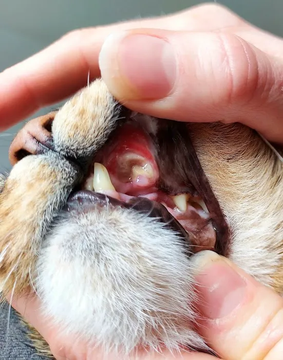 Vets4Pets - Newcastle Picture 9