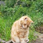 Vets4Pets - Newcastle