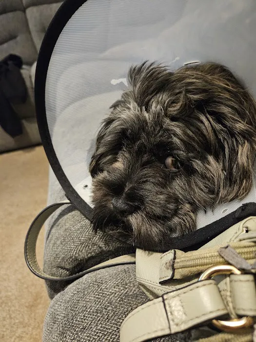 Metrovets Picture 3