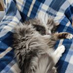 The Cat's Pyjamas Hotel
