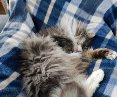 The Cat's Pyjamas Hotel