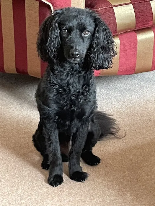 Robson & Prescott Veterinary Practice Picture 6