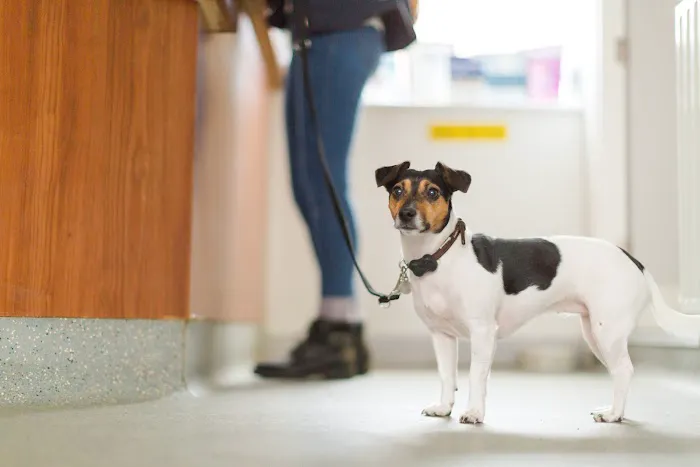Robson & Prescott Veterinary Practice Picture 7