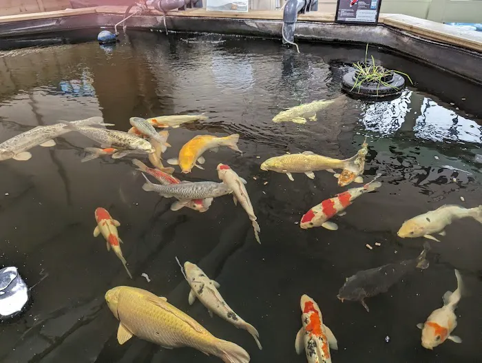 Maidenhead Aquatics Gosforth Picture 3