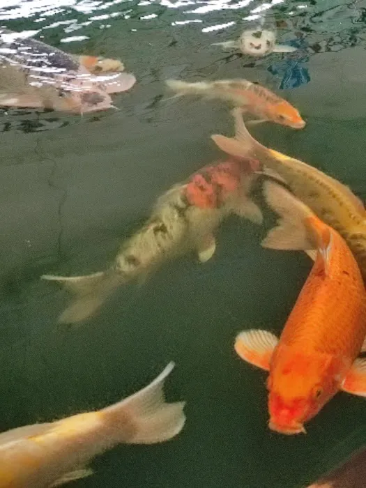 Maidenhead Aquatics Gosforth Picture 4