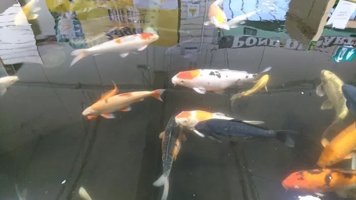 Maidenhead Aquatics Gosforth Picture 8