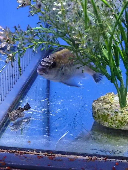 Maidenhead Aquatics Gosforth Picture 2