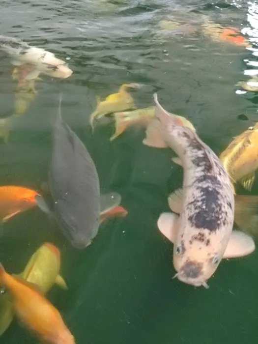 Maidenhead Aquatics Gosforth Picture 1