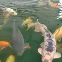 Maidenhead Aquatics Gosforth ico