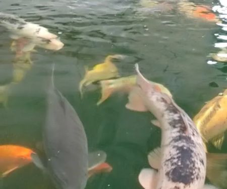 Maidenhead Aquatics Gosforth