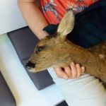 Alnorthumbria Veterinary Group - Rothbury