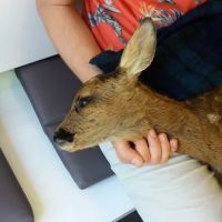 Alnorthumbria Veterinary Group - Rothbury ico