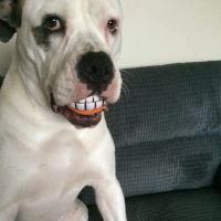 Animal Eye Centre Ltd ico