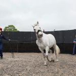 Alnorthumbria Equine Vets