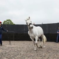 Alnorthumbria Equine Vets ico