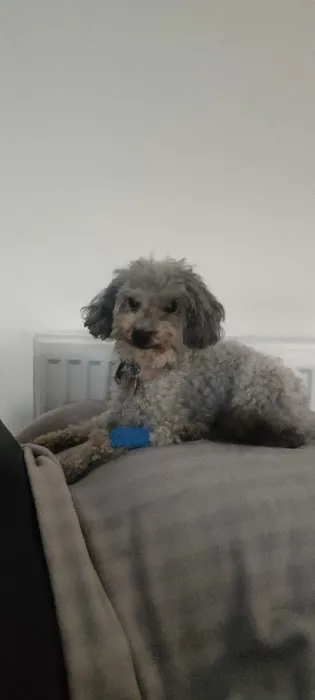 Vets4Pets - Morpeth Picture 1