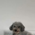 Vets4Pets - Morpeth