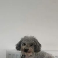 Vets4Pets - Morpeth ico