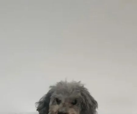 Vets4Pets - Morpeth