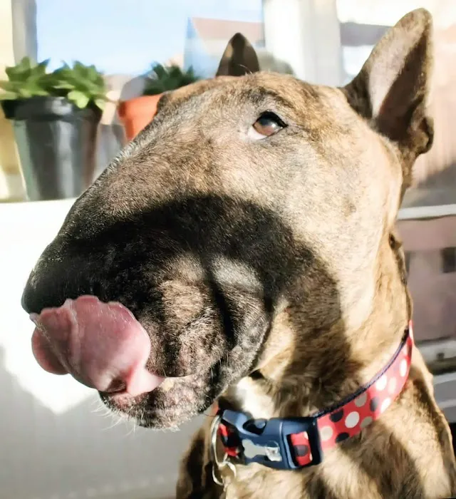 Fresh paws Picture 1